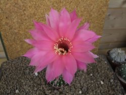 Echinopsis hybrid aff eyresii, květináč 5,5 cm - 12415454