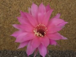 Echinopsis hybrid aff eyresii, květináč 5,5 cm - 12415456