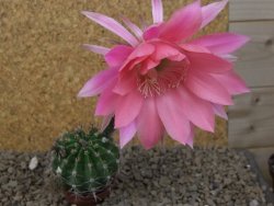 Echinopsis hybrid, květináč 5,5 cm