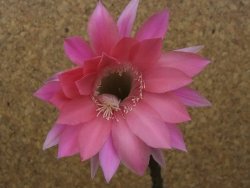 Echinopsis hybrid, květináč 5,5 cm - 12415460
