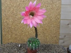Echinopsis hybrid, květináč 5,5 cm - 12415461