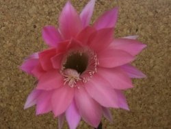 Echinopsis hybrid, květináč 5,5 cm - 12415462