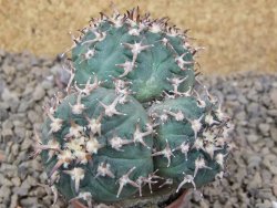 Gymnocalycium spegazzinii unguispinum SL 44b, 5,5 cm květináč - 12415478
