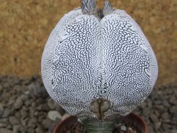 Astrophytum Onzuko quadricostatum květináč 5,5 cm - 12415487