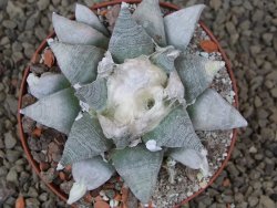 Ariocarpus retusus SB 68 Coronel, SLP 9 cm květináč, cites IA - 12415494