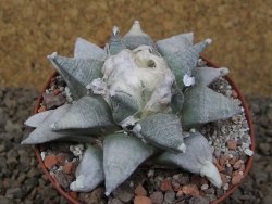 Ariocarpus retusus SB 68 Coronel, SLP 9 cm květináč, cites IA - 12415496