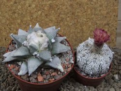 Ariocarpus retusus SB 68 Coronel, SLP 9 cm květináč, cites IA - 12415497
