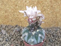 Gymnocalycium prochazkianum select, 5,5 cm květináč - 12415503