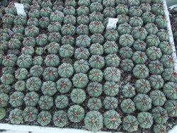 Gymnocalycium cabreraense VOS 2122 Cerro Cabrera
