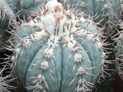 Echinocactus horizonthalonius KMR 21 Huizache 900m, 5,5 cm květináč - 12415520