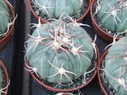 Echinocactus horizonthalonius KMR 21 Huizache 900m, 5,5 cm květináč