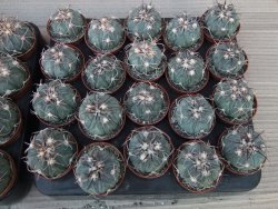 Echinocactus horizonthalonius KMR 21 Huizache 900m, 5,5 cm květináč - 12415527