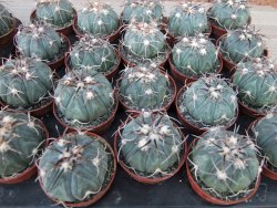 Echinocactus horizonthalonius KMR 21 Huizache 900m, 5,5 cm květináč - 12415528