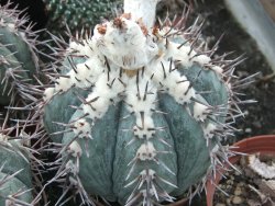 Echinocactus horizonthalonius KMR 21 Huizache 900m, 5,5 cm květináč - 12415542