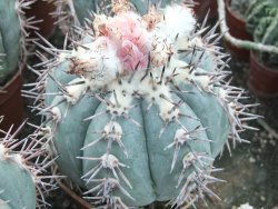 Echinocactus horizonthalonius KMR 21 Huizache 900m, 5,5 cm květináč - 12415544