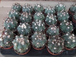 Echinocactus horizonthalonius La Apples, 5,5 cm květináč - 12415559