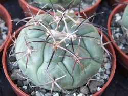 Coryphantha poselgeriana pot 5,5 cm