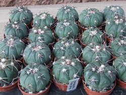 Echinocactus horizonthalonius Tula, Tam. květináč 5,5 cm - 12415587