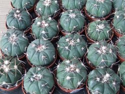 Echinocactus horizonthalonius Tula, Tam. květináč 5,5 cm - 12415588