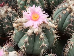 Echinocactus horizonthalonius Tula, Tam. květináč 5,5 cm - 12415589