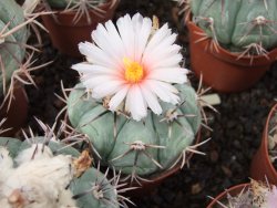 Echinocactus horizonthalonius KMR 22 Entroque Huizache, 5,5 cm květináč - 12415672