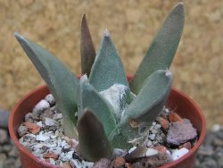 Ariocarpus retusus MM 172 květináč 5,5 cm - 12415675