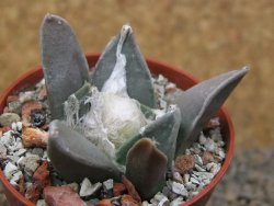 Ariocarpus retusus MM 172 květináč 5,5 cm - 12415680