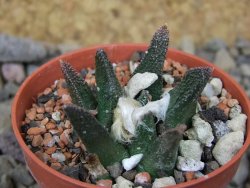 Ariocarpus bravoanus El Ňuňez květináč 5,5 cm - 12415682