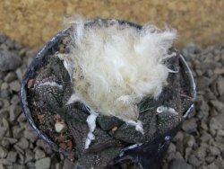 Ariocarpus fissuratus, květináč 5,5 cm Cites IA
