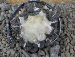 Ariocarpus fissuratus, květináč 5,5 cm Cites IA - 12415734