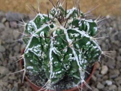 Astrophytum Dinosaur (Fukurio Hannya) květináč 5,5 cm - 12415742