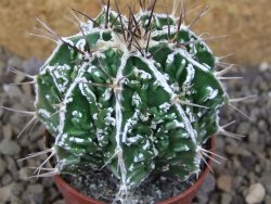 Astrophytum Dinosaur (Fukurio Hannya) květináč 5,5 cm