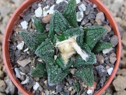 Ariocarpus fissuratus hintonii Matehuala pot 5,5 cm Cites IA