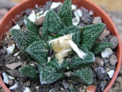 Ariocarpus fissuratus hintonii Matehuala pot 5,5 cm Cites IA - 12415757