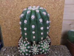 Trichocereus grandiflorus cv. Imperialis XXL, květináč 13 cm