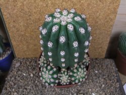 Trichocereus grandiflorus cv. Imperialis XXL, květináč 13 cm - 12415786