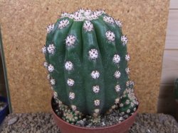 Trichocereus grandiflorus cv. Imperialis XXL, květináč 13 cm - 12415788
