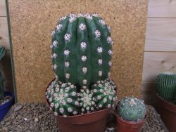 Trichocereus grandiflorus cv. Imperialis XXL, květináč 13 cm - 12415789