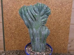 Myrtilocactus geometrizans cristata V 15 cm - 12415835