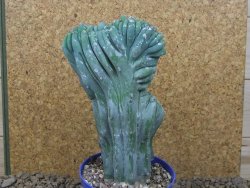 Myrtilocactus geometrizans cristata V 15 cm - 12415841