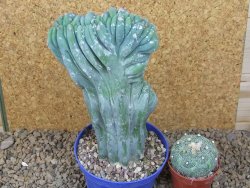Myrtilocactus geometrizans cristata V 15 cm - 12415843
