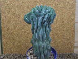 Myrtilocactus geometrizans cristata V 17 cm