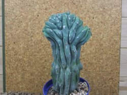 Myrtilocactus geometrizans cristata V 17 cm - 12415849