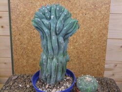 Myrtilocactus geometrizans cristata V 17 cm - 12415851
