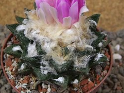 Ariocarpus bravoanus El Ňuňez XL květináč 9 cm