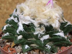 Ariocarpus fissuratus hintonii Matehuala XL květináč 9 cm