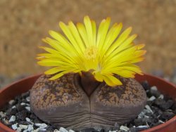 Lithops sp., květináč 6,5 cm - 12416153