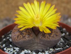 Lithops sp., květináč 6,5 cm - 12416154