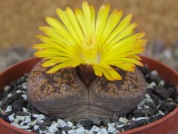 Lithops sp., květináč 6,5 cm - 12416155