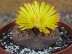 Lithops sp., květináč 6,5 cm